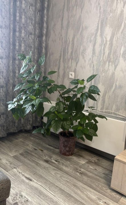 ул. Дмитрия Шмонина, д.4 №1